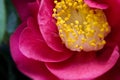 Hot Pink Camellia Royalty Free Stock Photo