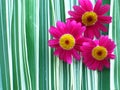 Hot Pink Daisies Royalty Free Stock Photo