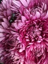 Hot pink daisies Royalty Free Stock Photo