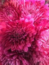 Hot pink daisies Royalty Free Stock Photo