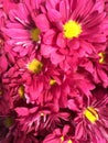 Hot pink daisies Royalty Free Stock Photo