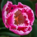 Hot Pink Feathered Edge Tulip Flowers, Victoria, Australia, September 2016 Royalty Free Stock Photo