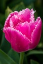 Hot Pink Feathered Edge Tulip Flowers, Victoria, Australia, September 2016 Royalty Free Stock Photo