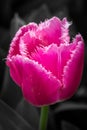 Hot Pink Feathered Edge Tulip Flowers, Victoria, Australia, September 2016 Royalty Free Stock Photo