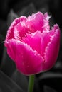 Hot Pink Feathered Edge Tulip Flowers, Victoria, Australia, September 2016