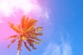 Hot pink flare on coco palm trees. Tropical landscape with palms. Royalty Free Stock Photo