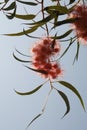 California Garden Series - Eucalyptus Tree Red Gum Flowers and Gum Nuts - Corymbia ficifolia