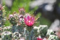 Desert Wildflower Series - Pink Cactus Series - Opuntia basilaris Royalty Free Stock Photo