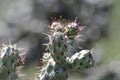 Desert Wildflower Series - Pink Cactus Series - Opuntia basilaris Royalty Free Stock Photo