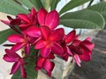 Hot pink frangipani, also called plumeria in full bloom