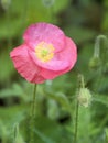 Hot Pink Freshly Popped Poppy Flower