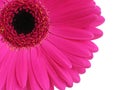Hot Pink Gerbera Royalty Free Stock Photo