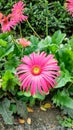 Hot pink gerbera daisy close up with green leaves in a garden Royalty Free Stock Photo