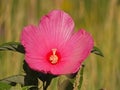 Hot Pink Hibiscus Flower Close up with Yellow Center Royalty Free Stock Photo