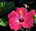 Hot pink hibiscus flower with green buds and leaves Royalty Free Stock Photo