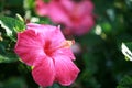 Hot Pink Hibiscus Flower on Maui Hawaii Royalty Free Stock Photo