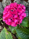 Hot Pink Hydrangea Bloom Royalty Free Stock Photo