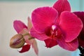 Hot Pink Moth Orchid against White
