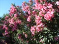 Hot pink oleanders