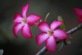 Hot pink plumeria rubra flower in full bloom