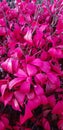 Hot Pink Red Autmn Leaves Royalty Free Stock Photo