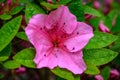 A hot pink rhododendron bloom