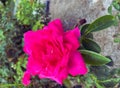 3.0 Hot pink rose bush shrub Royalty Free Stock Photo