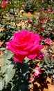 Hot pink rose