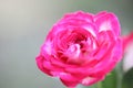 Hot pink rose petal macro Royalty Free Stock Photo