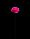 Hot pink single buttercup Royalty Free Stock Photo