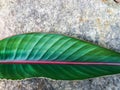 tropical leaf on a rock