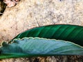 tropical leaf on a rock