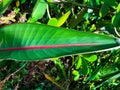 tropical pink and green leaf