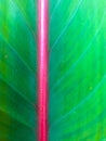 vertical tropical leaf