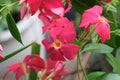 California Garden Series - Mandevilla Vine - Apocynaceae