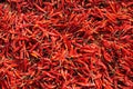 Hot red chili Royalty Free Stock Photo