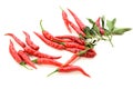 Hot red chili or chilli pepper isolated on white background. Royalty Free Stock Photo