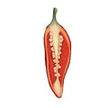 Hot, red, chili peppers in a cut on an isolated white background. Digital art, oil imitation. Raster illustration Royalty Free Stock Photo