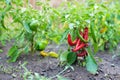 Hot red chili peppers in the garden