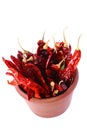 Hot Red Chilli Chillies pepper in teracotta pot Royalty Free Stock Photo
