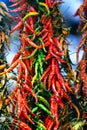 Hot red green chilly peppers Royalty Free Stock Photo