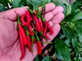 Hot red Indian chilies from a home garden in hands