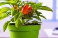 Hot red orange chili pepper with blue window Royalty Free Stock Photo