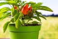 Hot red orange chili pepper with field behind Royalty Free Stock Photo