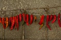 Hot chili pepper Royalty Free Stock Photo