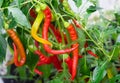 hot red pepper grows on a bush Royalty Free Stock Photo