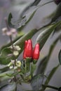 Hot Red Peppers Growing in a Vegetable Garden Royalty Free Stock Photo
