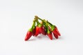 Chili peppers on white background Royalty Free Stock Photo