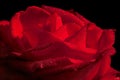 Hot red rose with waterdrops Royalty Free Stock Photo