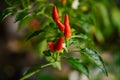 Hot red small pepper. Ripe pepper on a branch with leaves Royalty Free Stock Photo